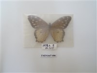 藏品(白斑蔭眼蝶)的圖片